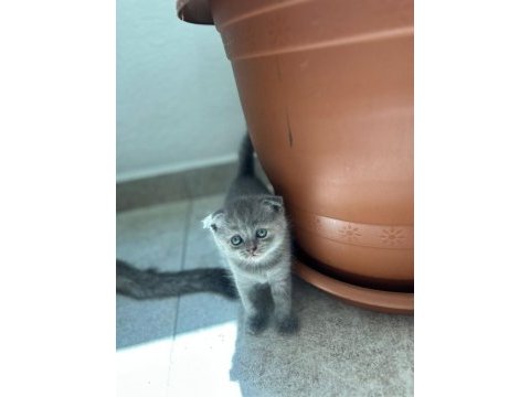 Evde büyüyen sağlıklı scottish fold