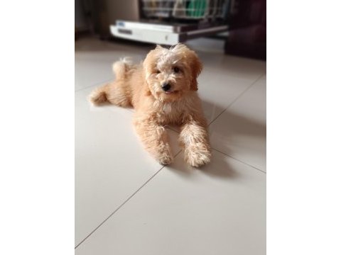 Sevimli poodle maya