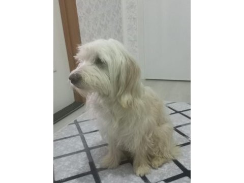 Terrier fox