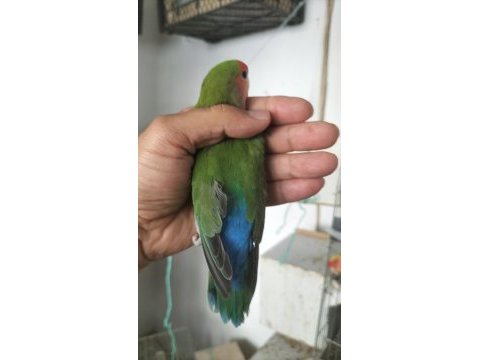 Damızlık erkek sevda papağanı
