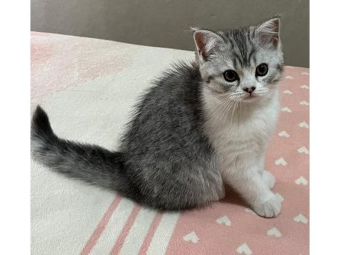 Güzel yavru dişi kedimiz yeni yuvasını bekliyor
