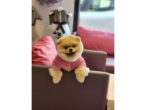 Türkiyede ki en iyi dişi pomeranian