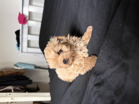 Eşsiz kore maltipoo bebekler