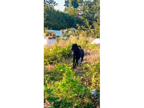 Has meydancı ana baba davar köpeği kangalın enikleri