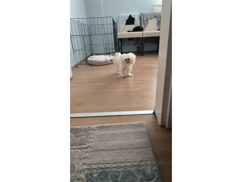 Sadece 1100 gram maltese