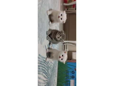 İsteyene sahiplendirilir british shorthair