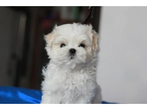 Korean maltipoo puppies (cheap) 2 kg olacak