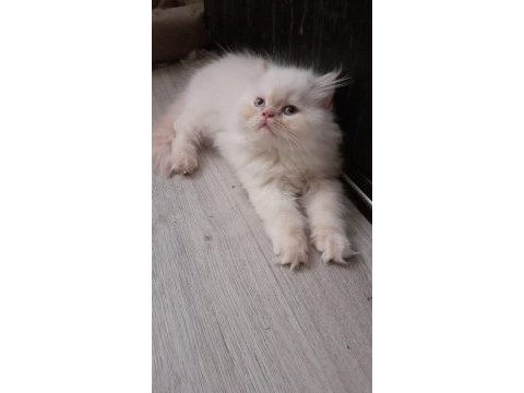 Safkan iran kedisi yavrusu