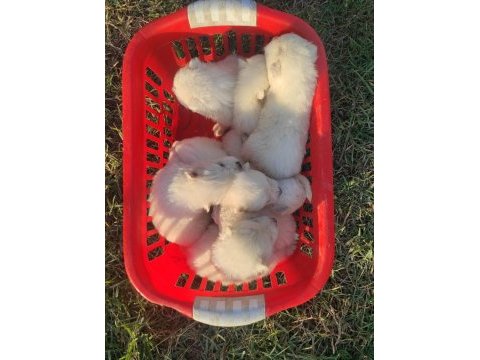 Kar beyazı samoyed yavrularımız yeni sahibini arıyor