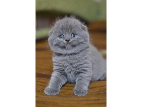 Scottish fold yavrularımız evinizin neşesi olacaktır