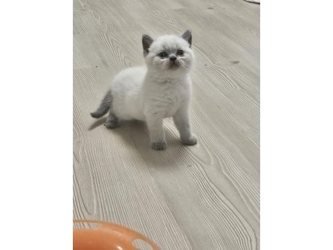 2 aylık cins kediler satılıktır blue point oyuncu kedisi