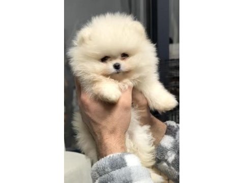 Miniboy teddy bear pomeranian boo yavrular