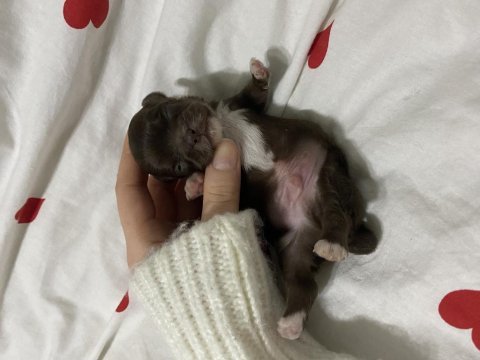 Çikolata ve beyaz şivava bebekler rezerve açık