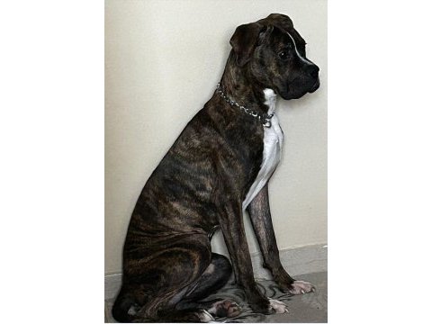10 aylık boxer
