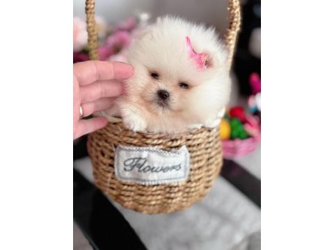 Mini boy pomeranian küçük prenses
