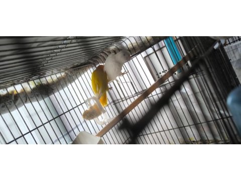 Green opal lutino çift ve lutino albino çift kuşlar