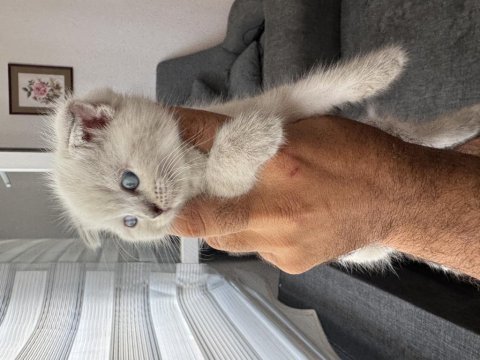 Scottish fold ve british yavruları