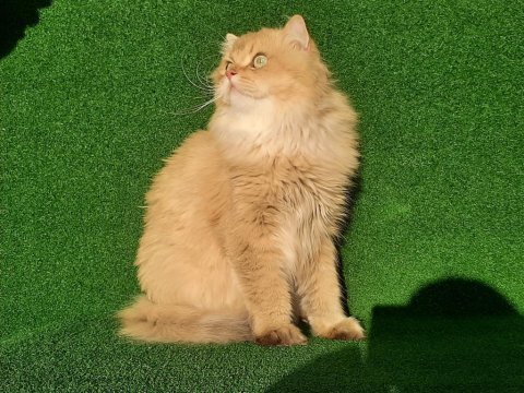 Ödüllü full scr'li golden blh by11 erkek british