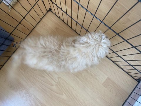 2 aylık bebek köpeğime yuva
