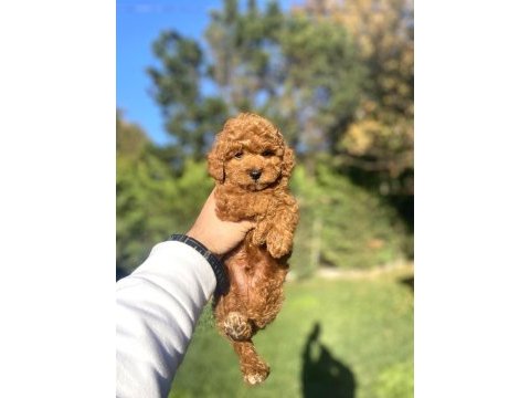 A kalite toy poodle yavruları (boş geçme)