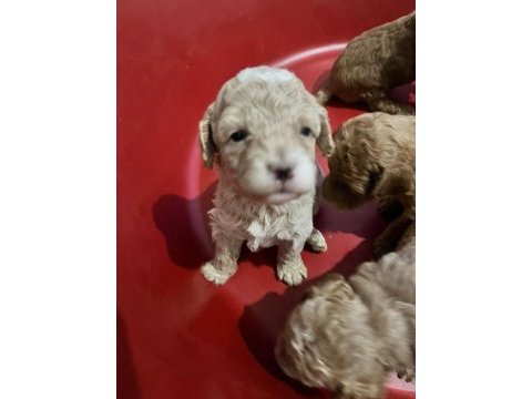 Sevımlı poodle mınıkler