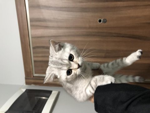 2 aylık safkan dişi british shorthair strike