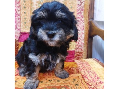 Orta boy sağlıklı cana yakın duygusal yorkie yavruları