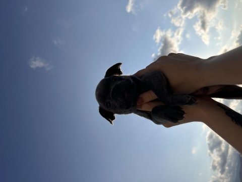 French buldog cinsi yavrularımız sahiplendirilecektir