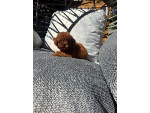 Orijinal safkan toy poodle yavrularımız