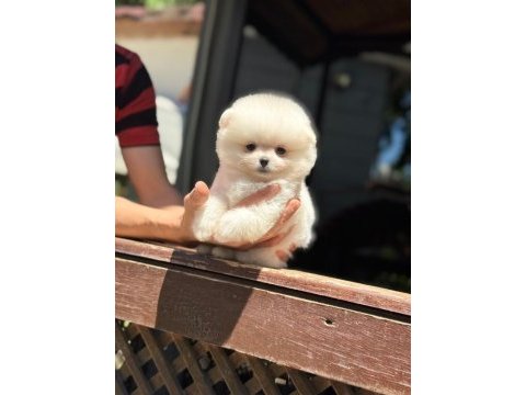 Karbeyaz pomeranian boo