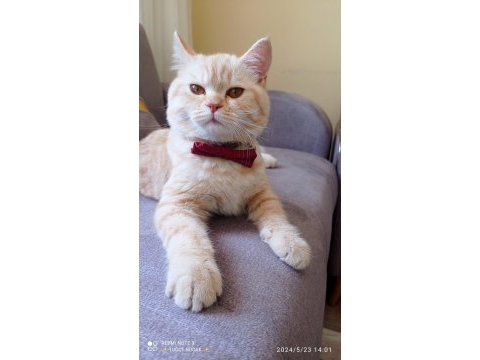 7 aylık british shorthair