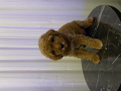 Toy poodle bebekler yeni ailesini aramakta