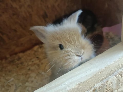 Bebek tavşanlar