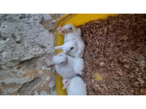 Cüce tavşan yavrusu
