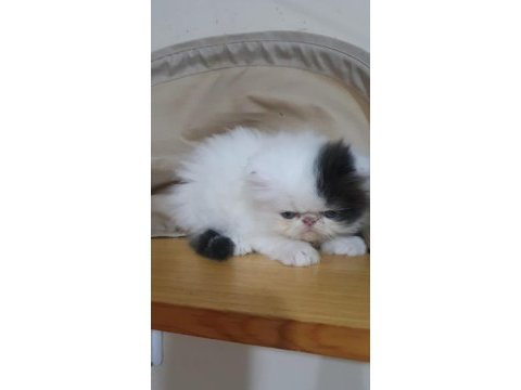 İran kedisi yavru
