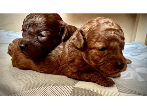 Kore bebekler toy poodle