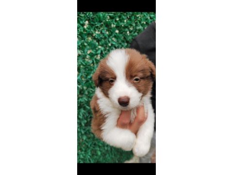 Kıf fcı şecereli mikro çipli yasal border collie