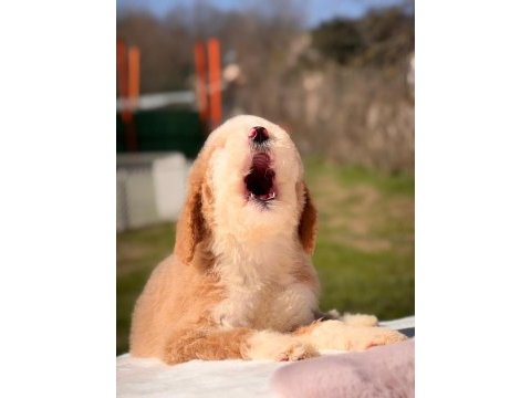 Çok özel giant poodle yavrularımız