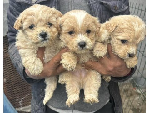 Sıfır numara renk renk maltipo yavruları