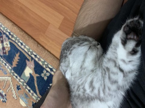 Yavru scottish fold