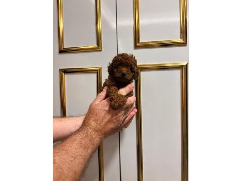 Kilo ve ırk garantili poodle bebeklerimiz