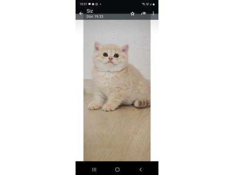 British shorthair erkek cy24
