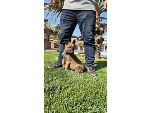 Efsane belçika malinois yavruları istanbul 