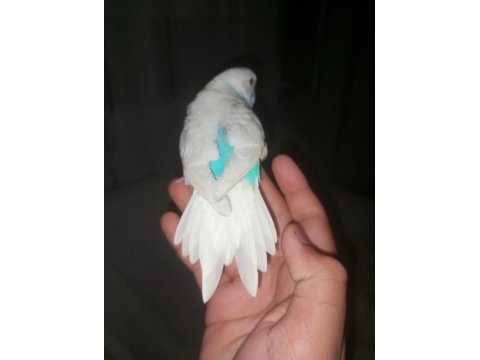 Eke bir dişi muhabbet kuşu