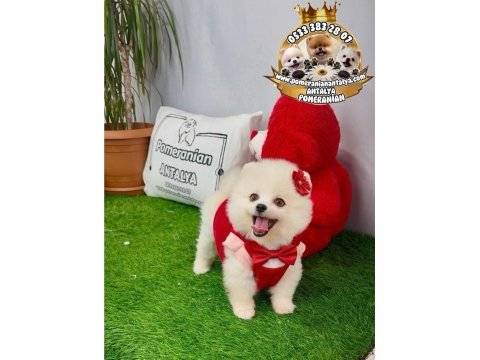 Antalyada ırk ve sağlık garantili pomeranian boo