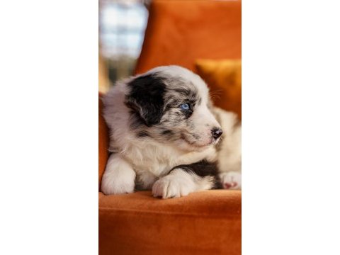 Border collie yavrular
