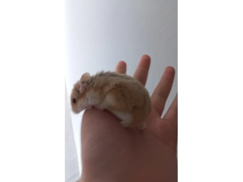 Çift hamster