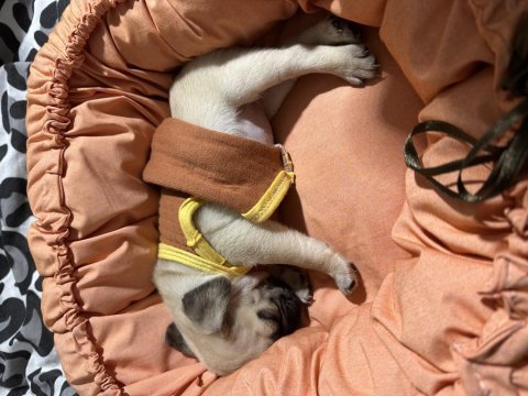 Pug köpeği