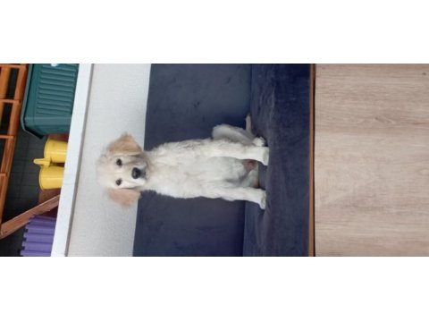 Golden retriever racky