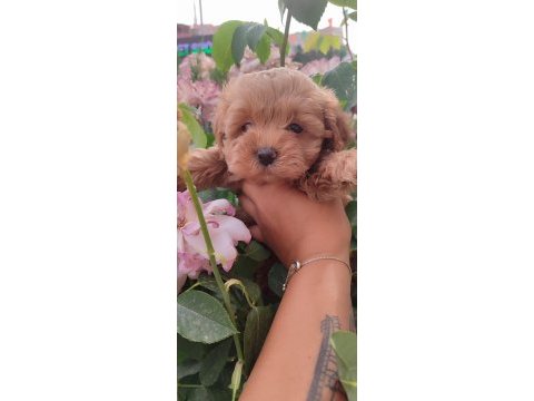 Maltipoo dizayn güzellikler